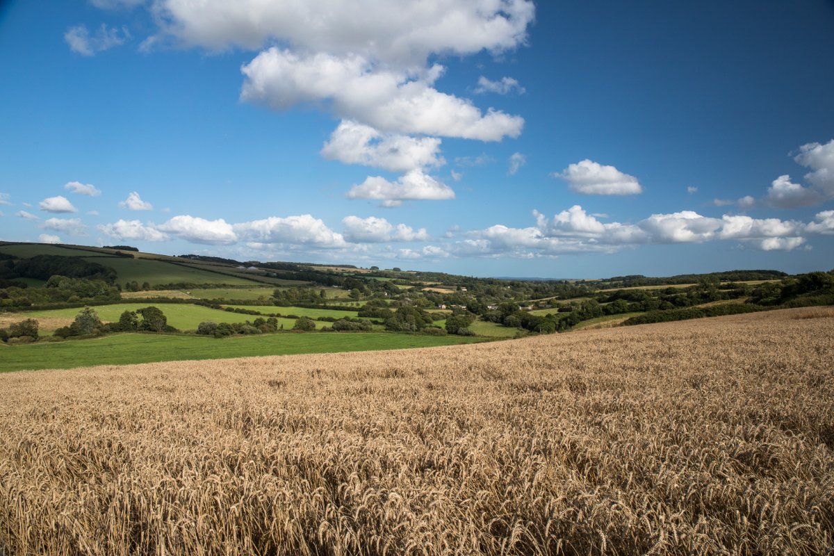 276.92  Farm, Cruxton Manor Farm, Cruxton, DT2 - Available, Image 7