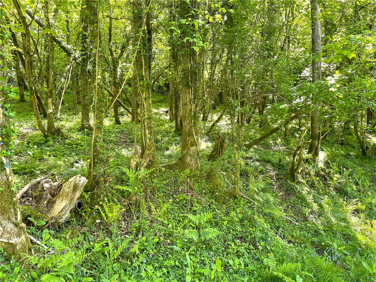 4.52  Land, Clerkenwater, Bodmin, PL30 - Sold, Image 13