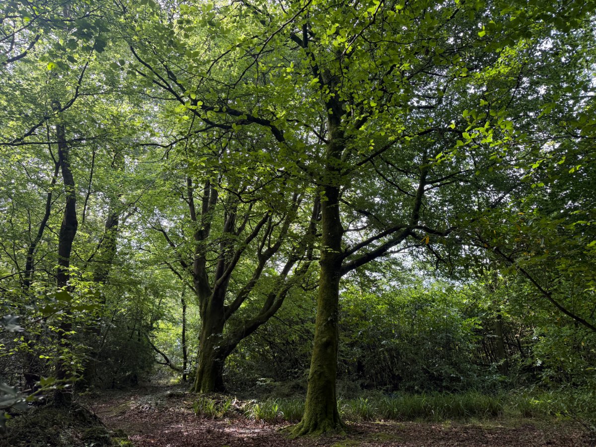 41.03  Land, Woodland At Chyverton, Chyverton, TR4 - Sold STC, Image 3