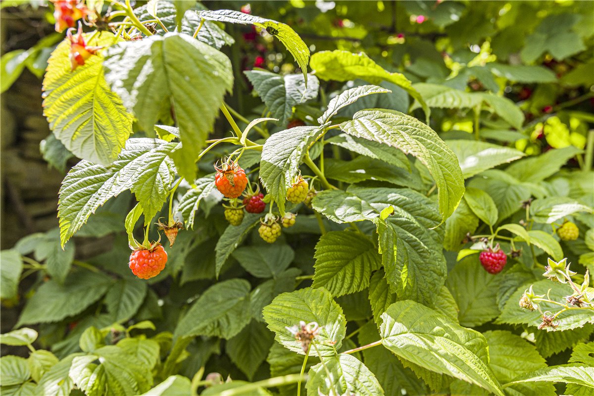 4 bedroom House, Millwood End, Long Hanborough, OX29 - Sold, Image 4