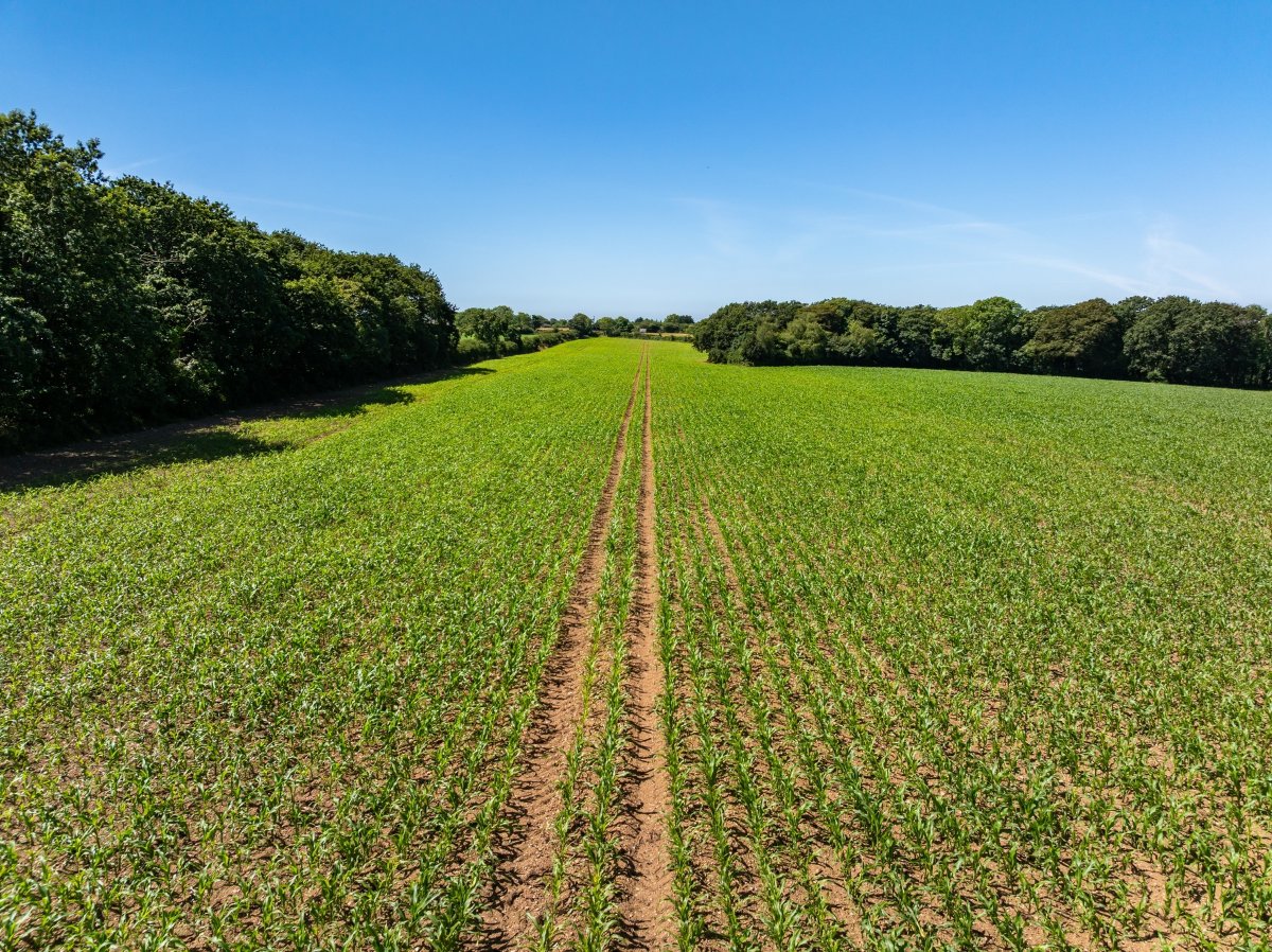 198  Land, Praze, Camborne, TR14 - Sold, Image 8