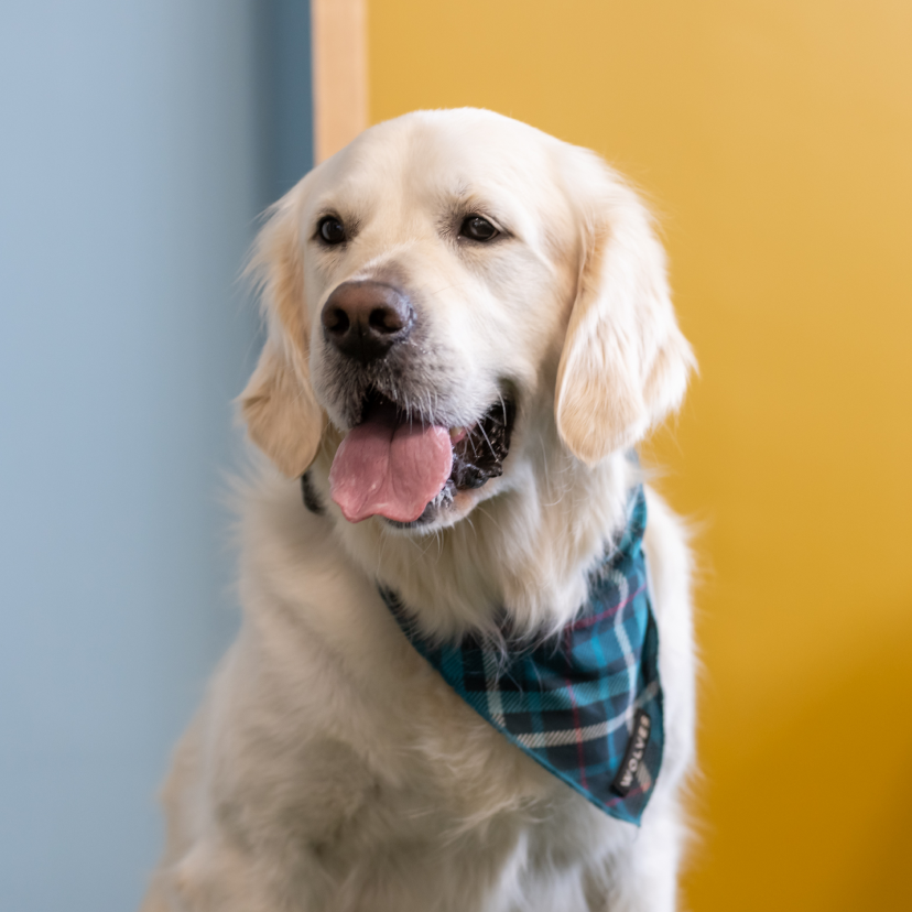 Dog wearing a bandana around his neck