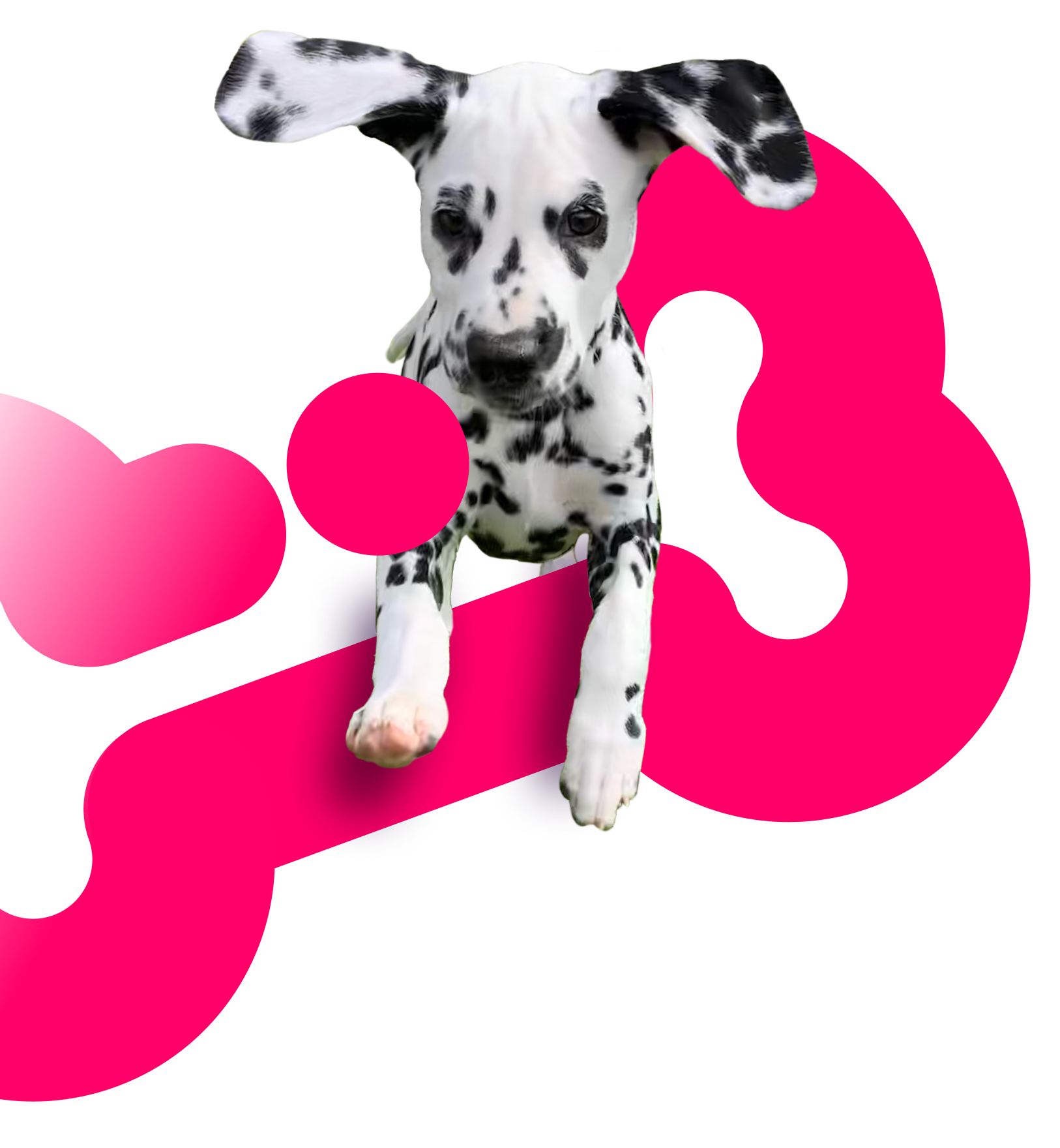Bone shaped snag with Dalmatian puppy Luna jumping forward