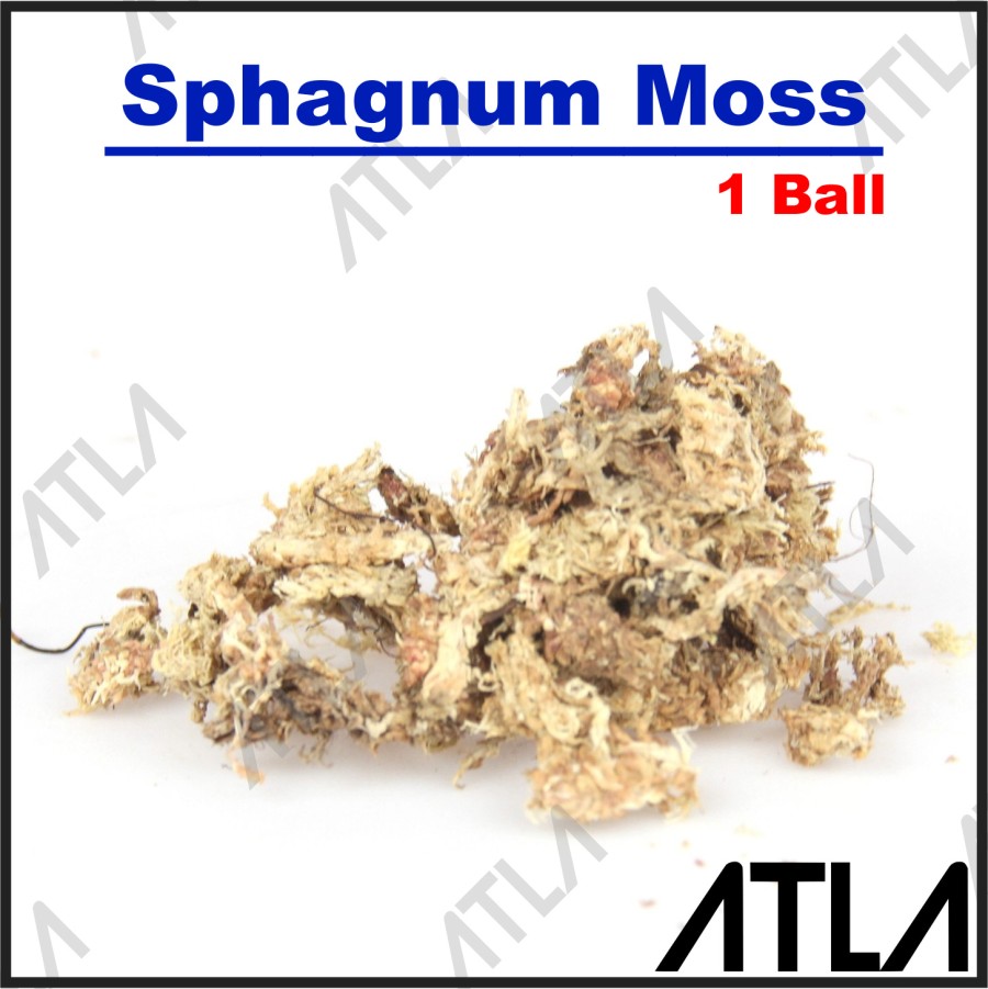 Sphagnum Moss 1 Ball Media Tanam Anggrek Spagnum Mos Chile 1Ball