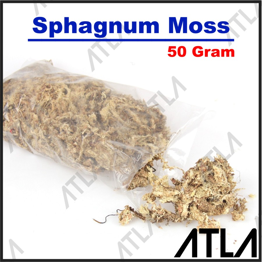 Sphagnum Moss 50 Gram Media Tanam Anggrek Spagnum Mos Chile