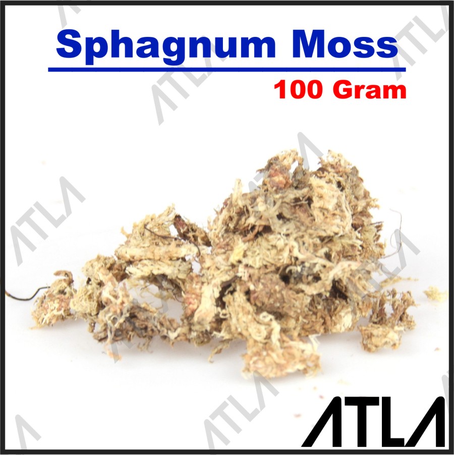 Sphagnum Moss 100 Gram Media Tanam Anggrek Spagnum Mos Chile