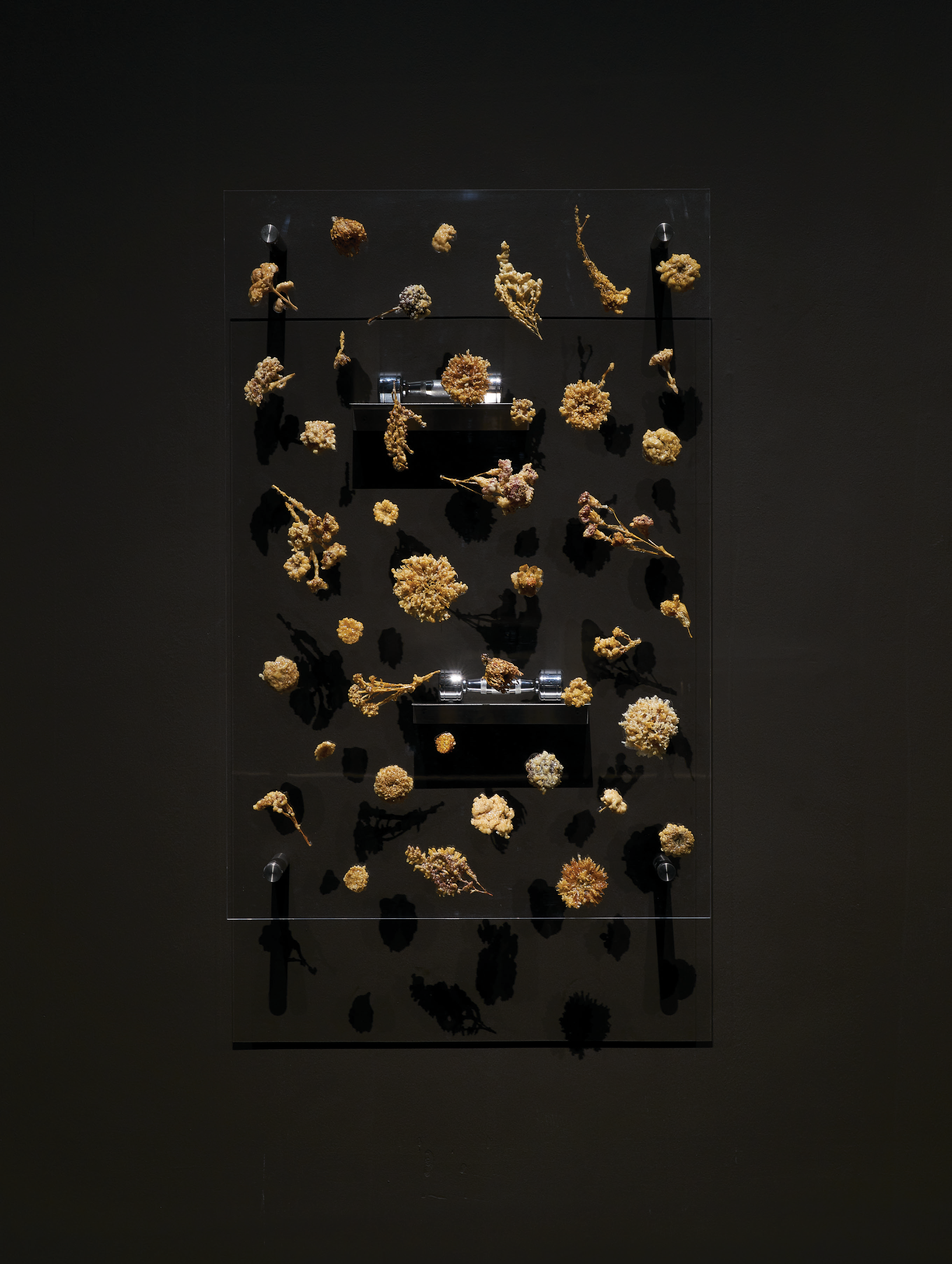 There Exists Another Evolution, But in This One | Serakai Studio