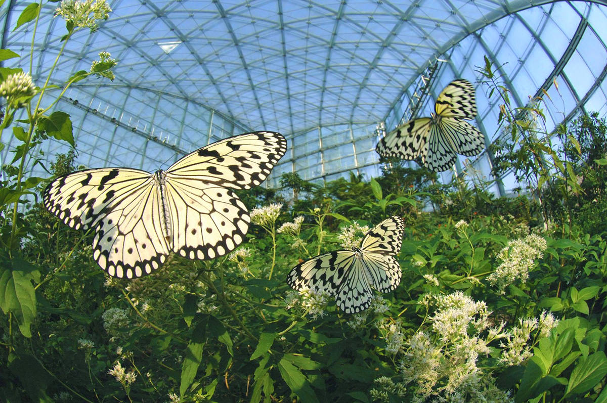 Gunma Insect World