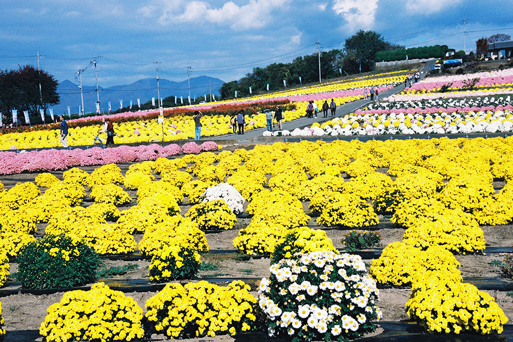 Akabori Small Chrysanthemum Park