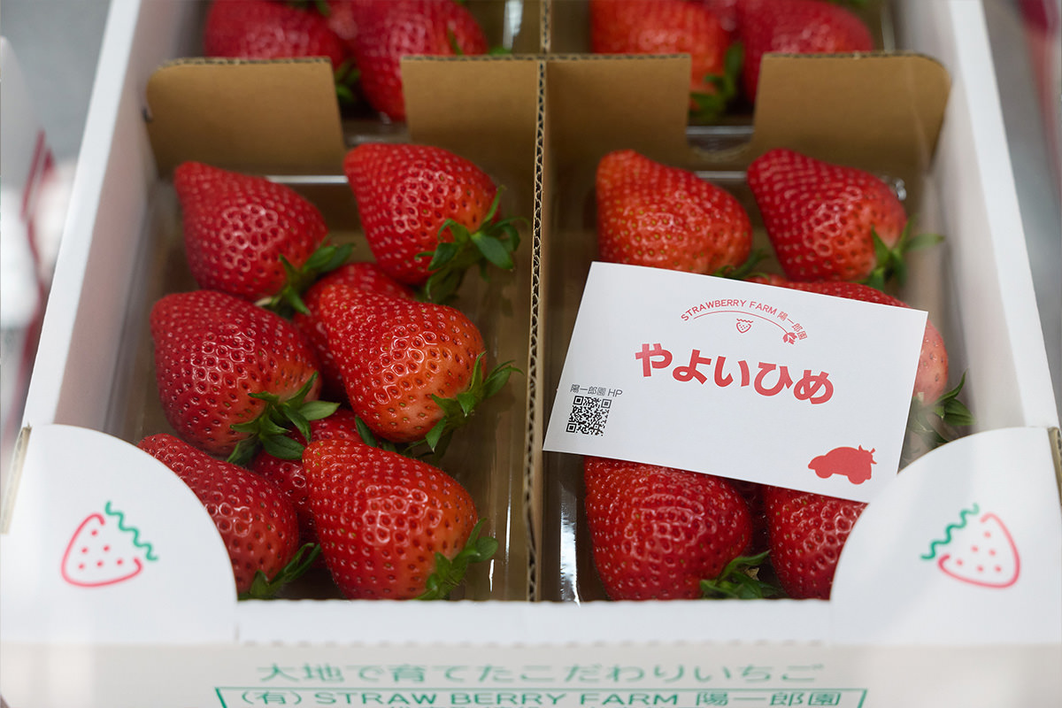 STRAWBERRY FARM 阳一郎园