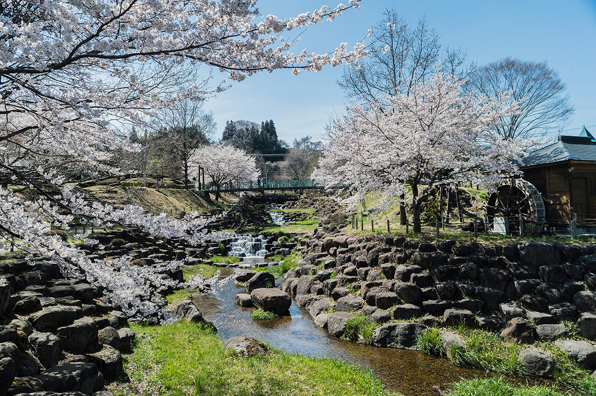 Cherry Blossoms at Tsukiyono Yaze Shinsui Park Roadside Station | Gunma  Official Tourist Guide