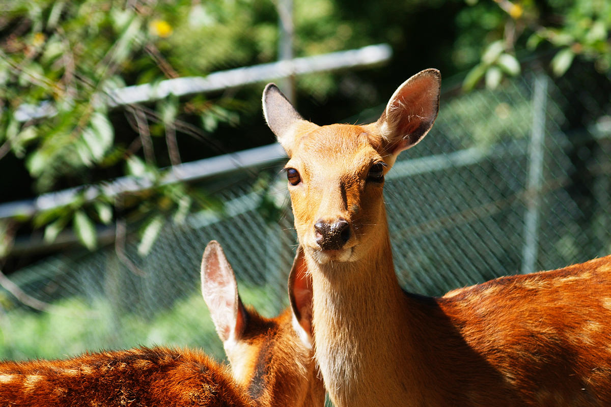 向未來展翅高飛 山田製作所桐生岡動物園