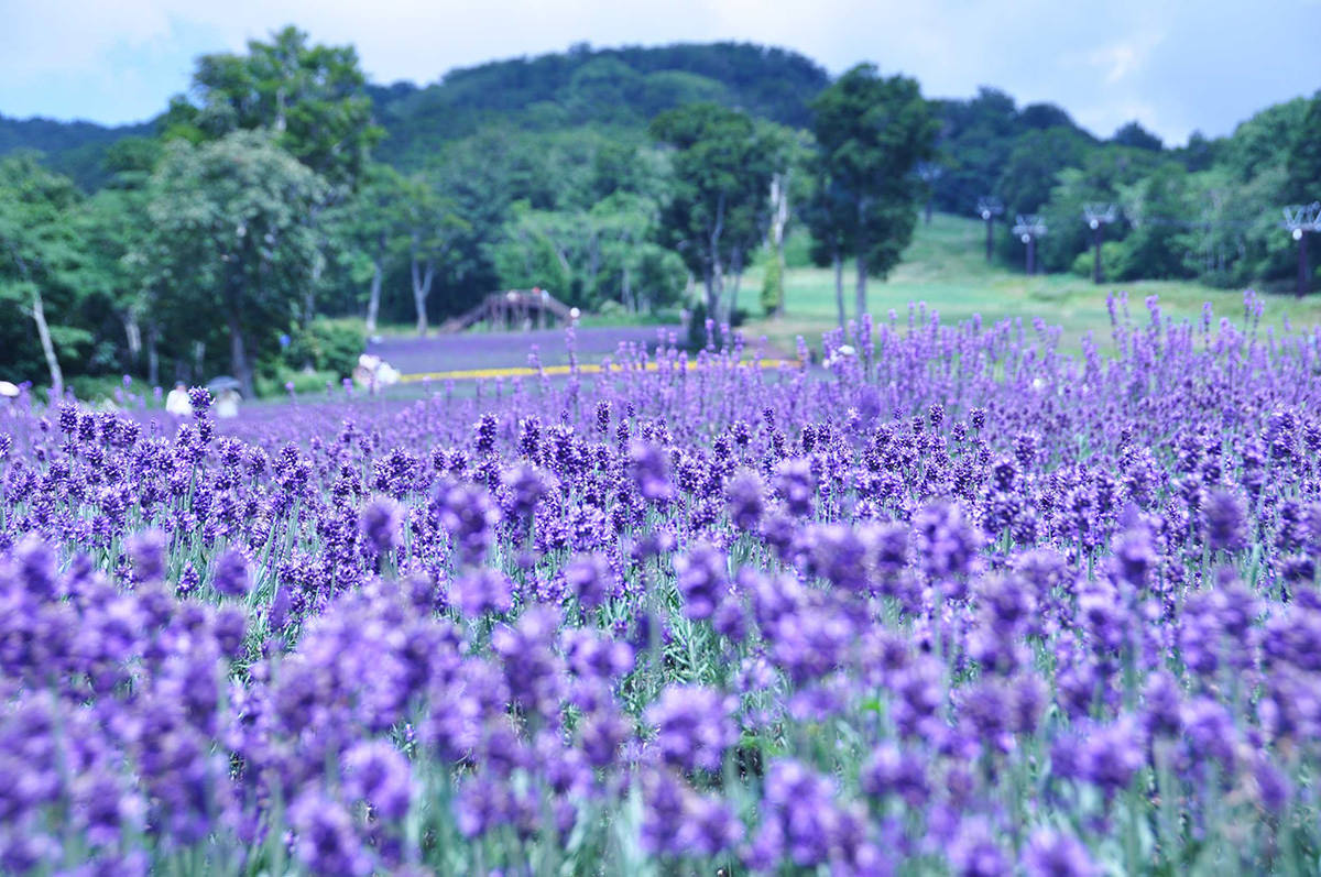 玉原薰衣草公园