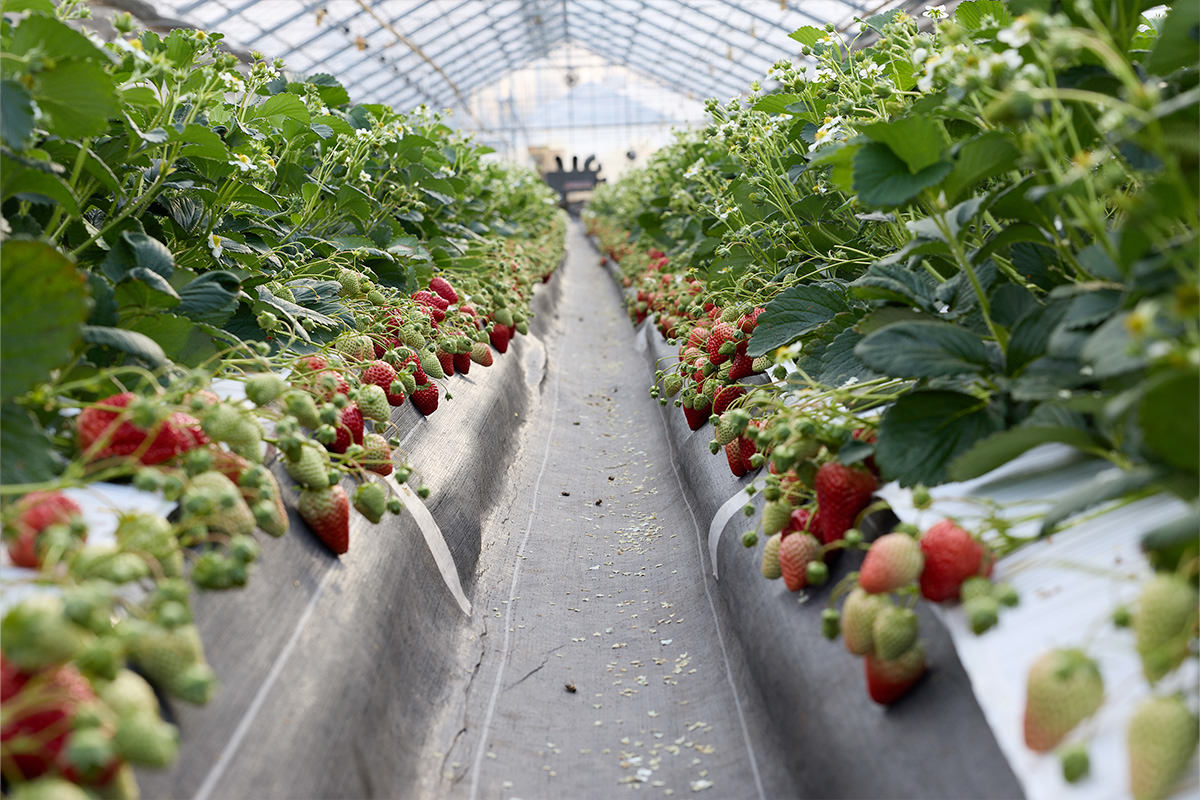 STRAWBERRY FARM 阳一郎园