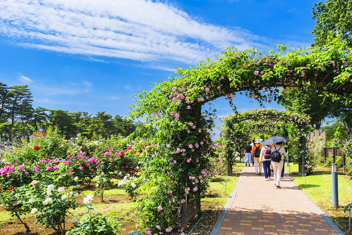 Shikishima Park Kadokura Techno Rose Garden Autumn Rose Festival