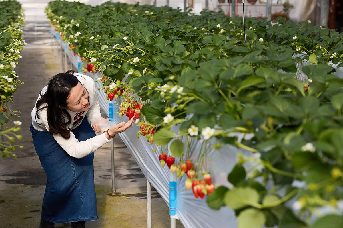 STRAWBERRY FARM 阳一郎园