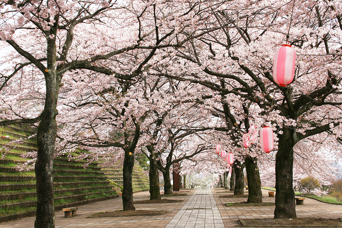 Shibukawa Sogo Park Cherry Blossom Illumination