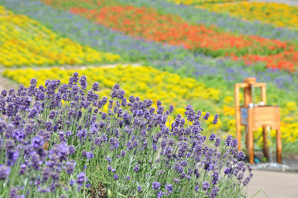 Tambara Lavender Park