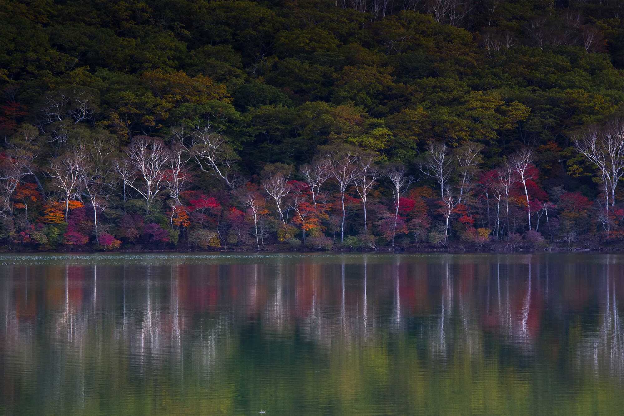 Autumn Leaves at Mt. Akagi