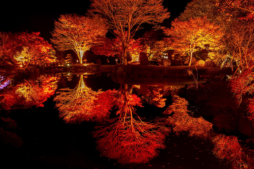 Sakurayama Park Winter Cherry Blossoms