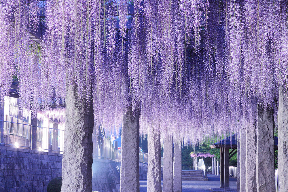 Fujioka Wisteria Festival