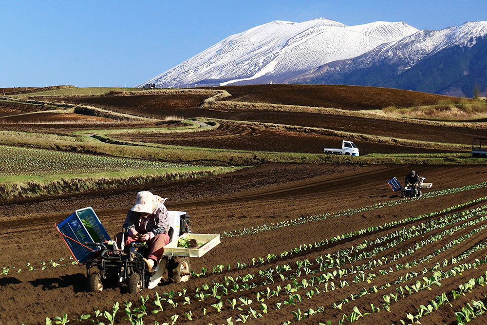 Ideal growing conditions