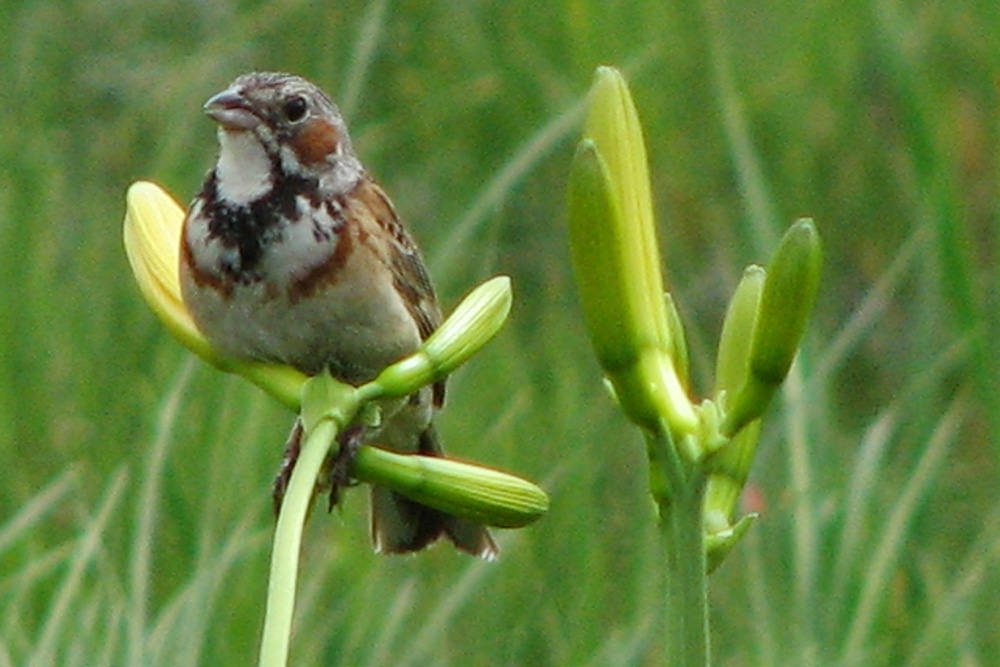 Birdwatching