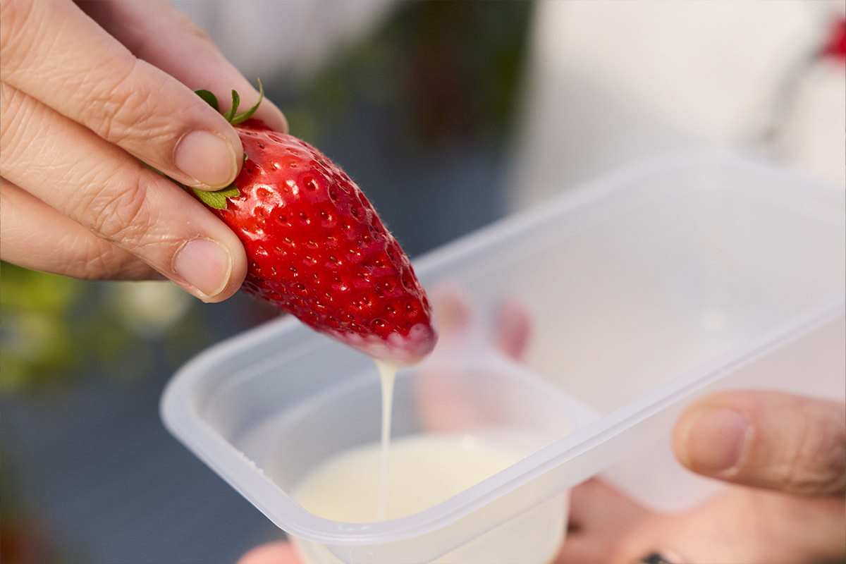 STRAWBERRY FARM 阳一郎园
