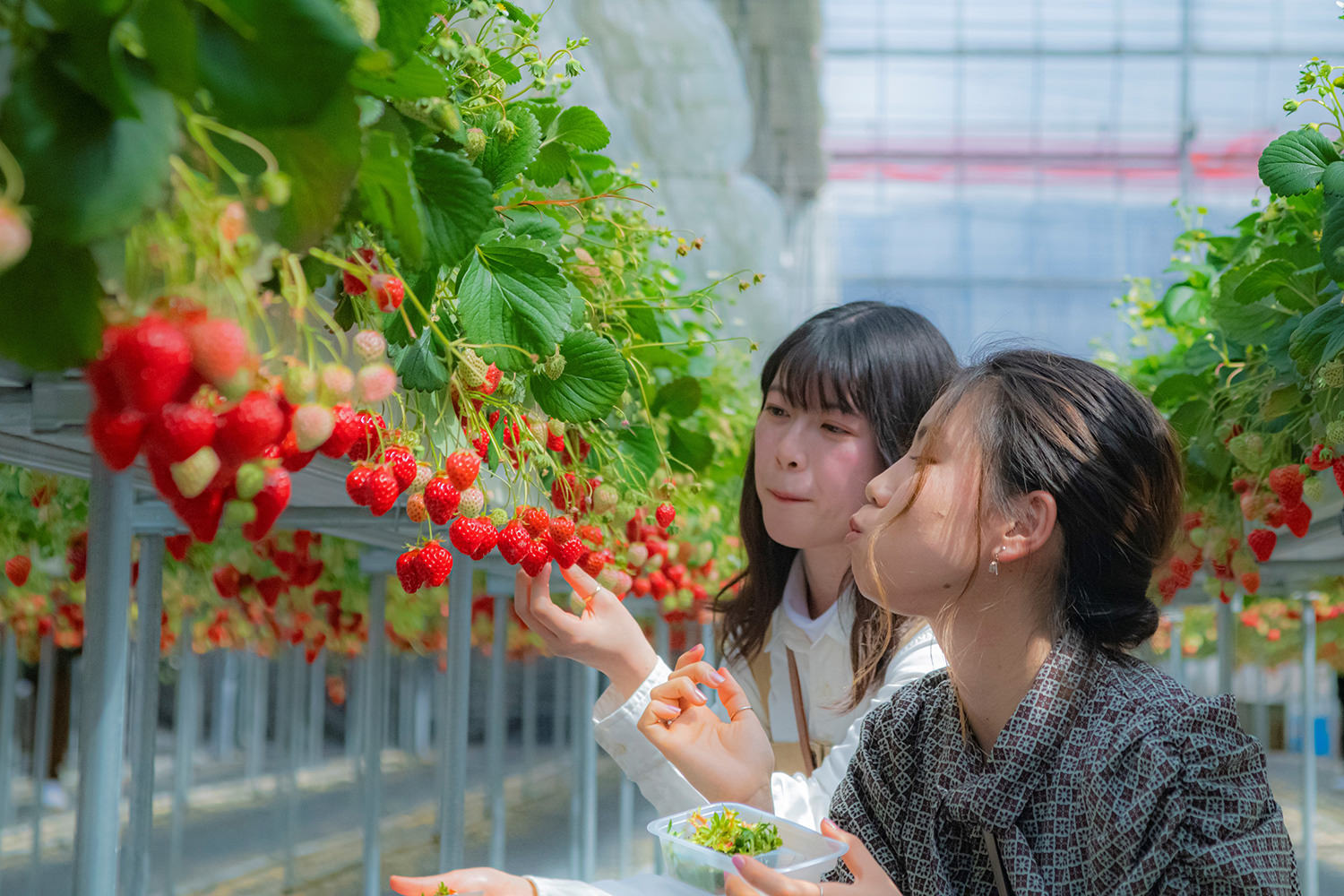 Fruit Picking Across Gunma