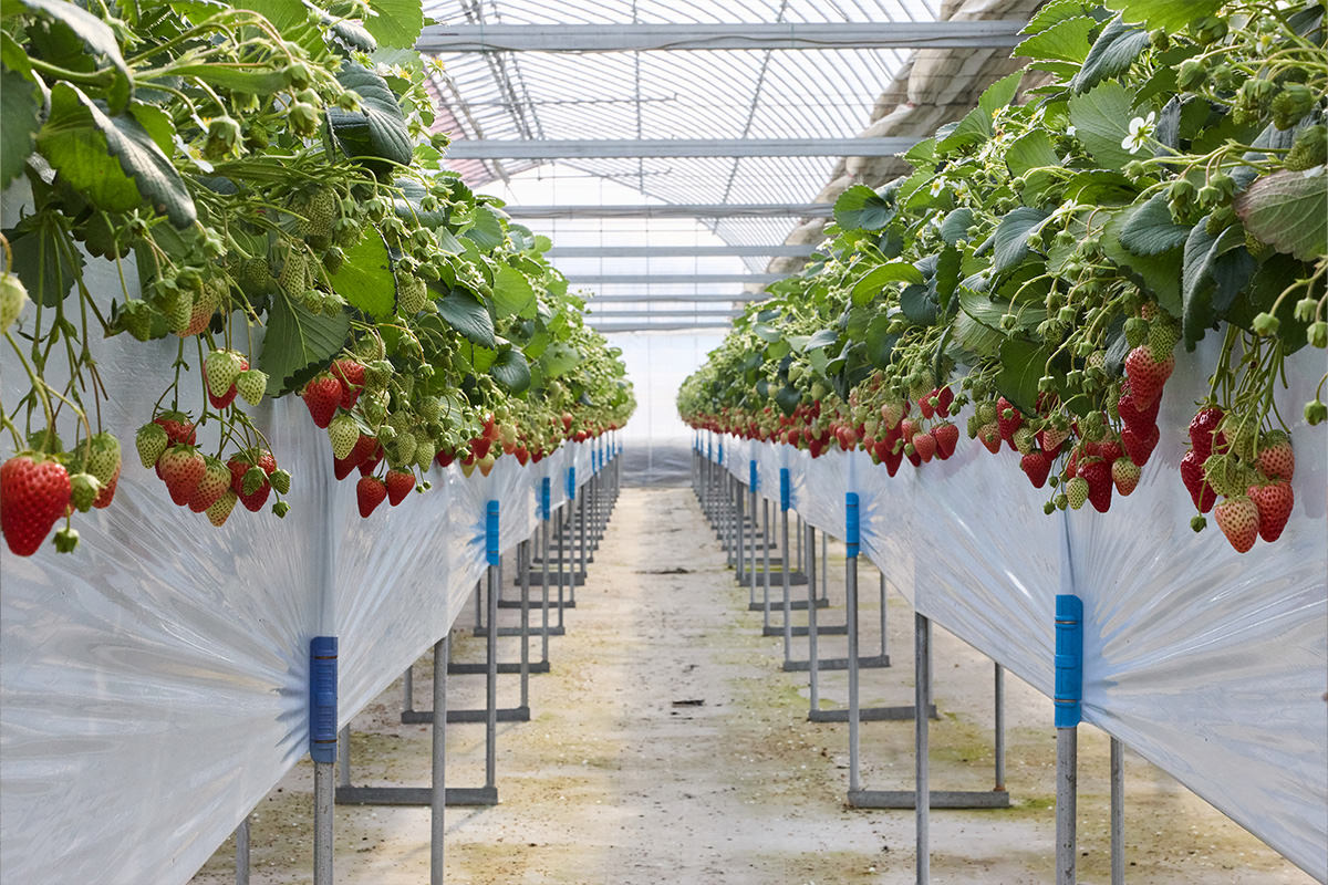 STRAWBERRY FARM 阳一郎园