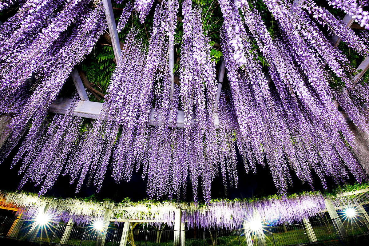 Fujioka Wisteria Festival