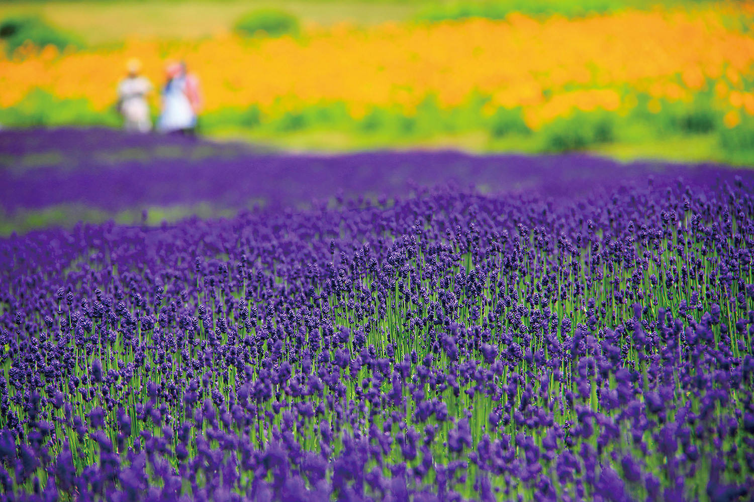 Ten Colorful Flower Fields and Festivals in Gunma