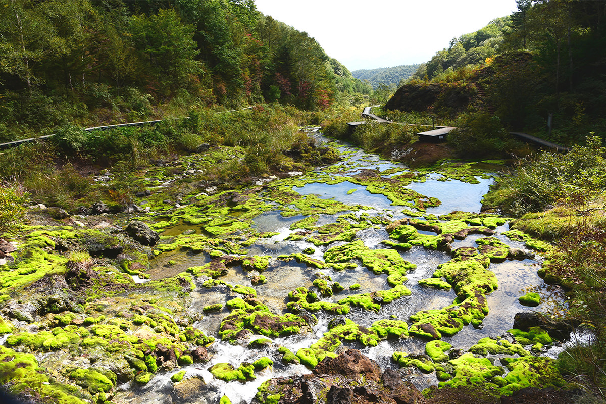 Chatsubomi Moss Park