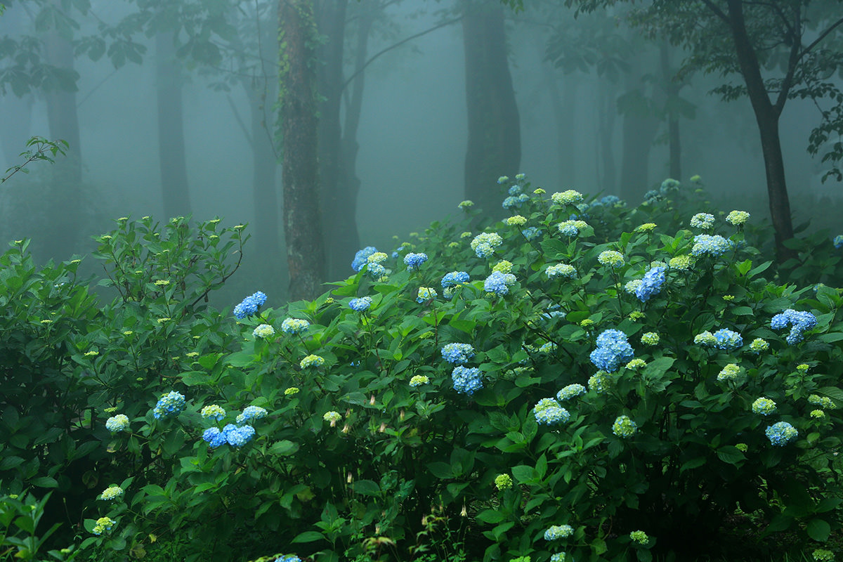 สวนป่าธรรมชาติอาคางิ (Akagi Nature Park)