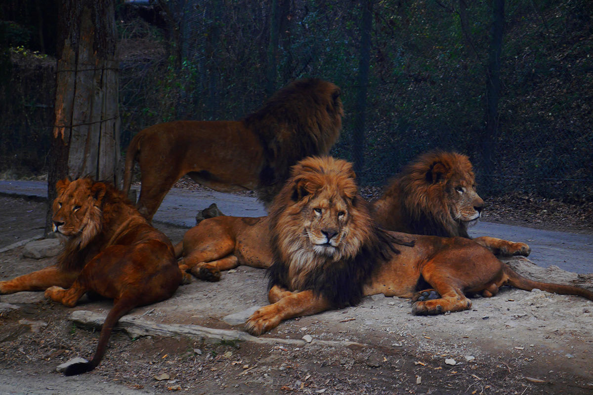 群馬野生動物園