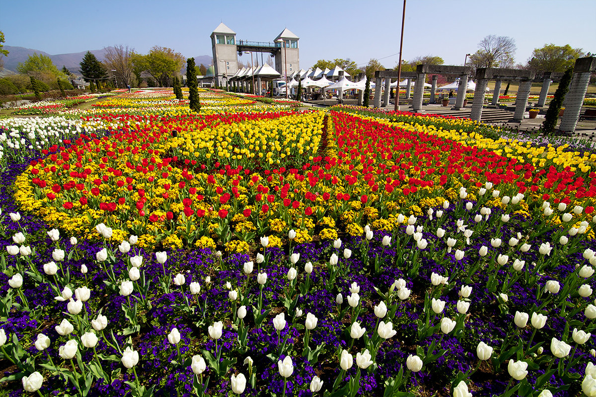 Kaneko Seeds Gunma Flower Park