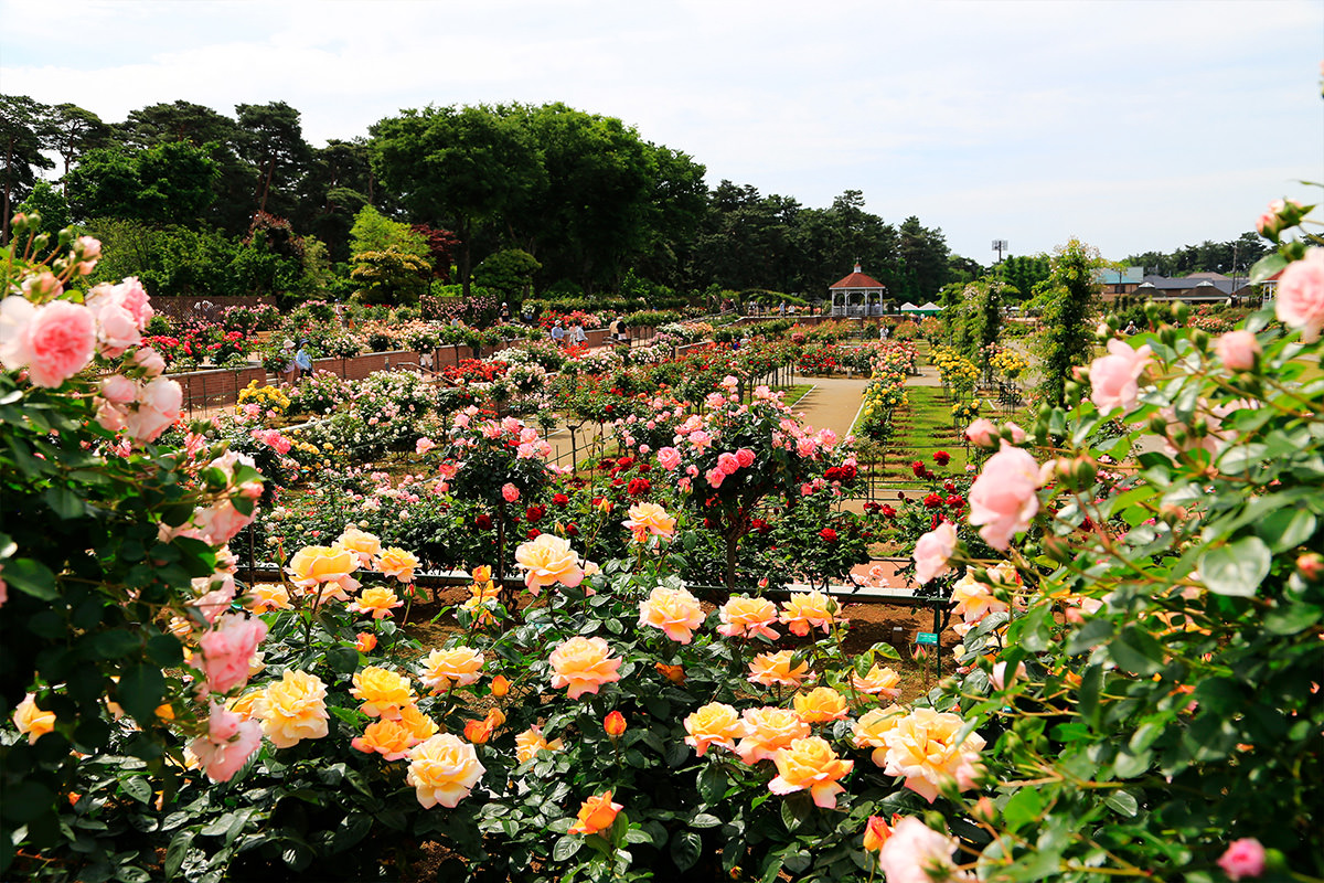 Shikishima Park Kadokura Techno Rose Garden