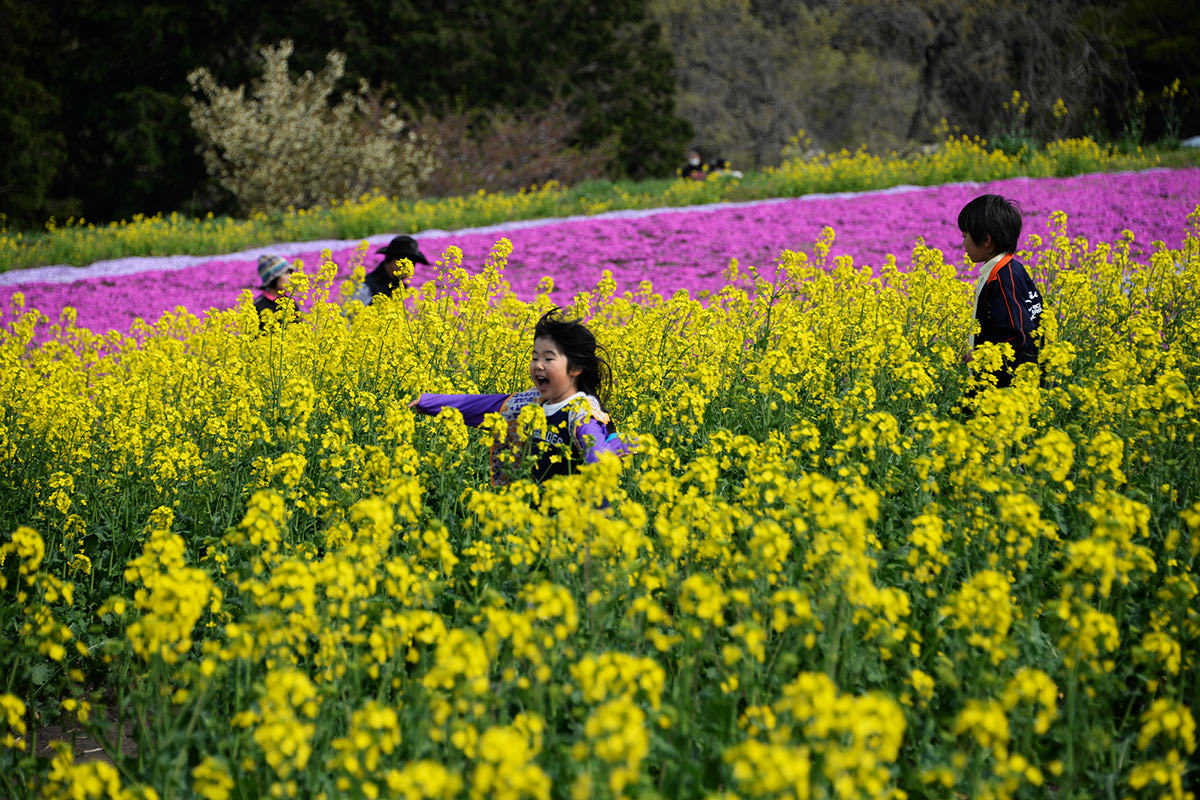 鼻高展望花之丘