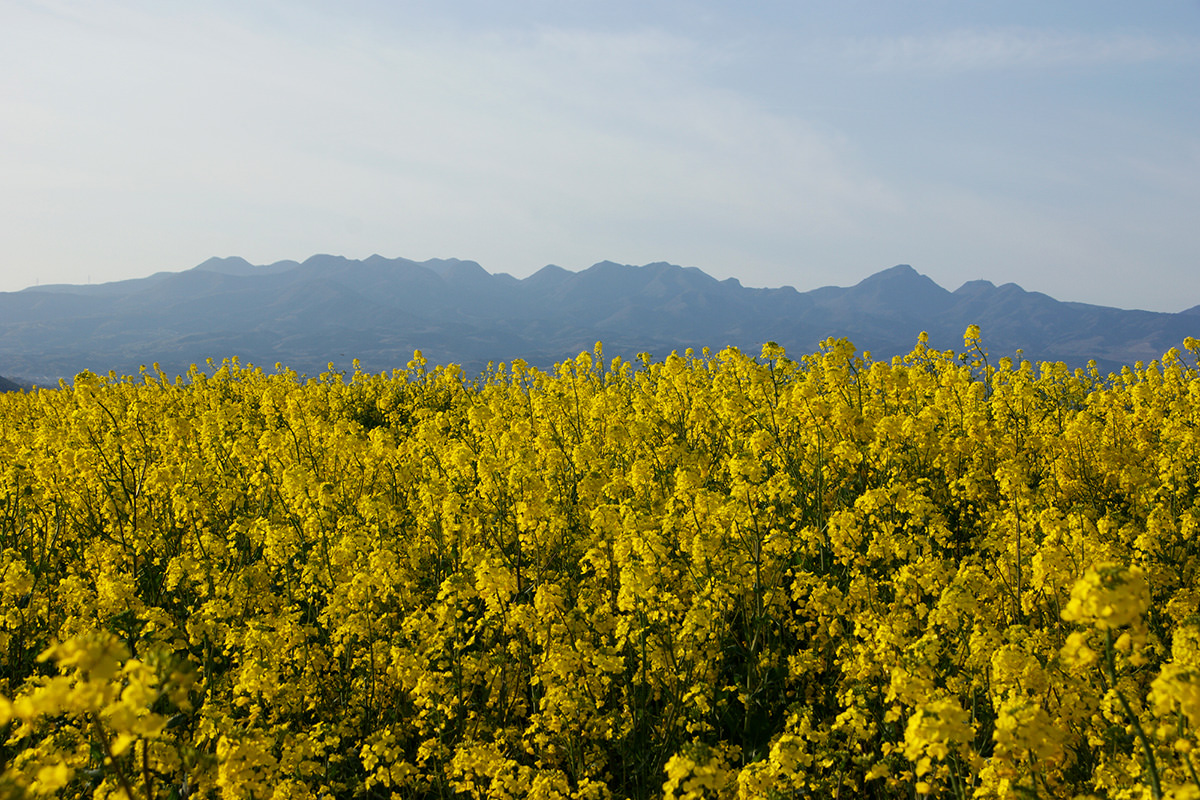 Hanadaka Flower-Viewing Hill