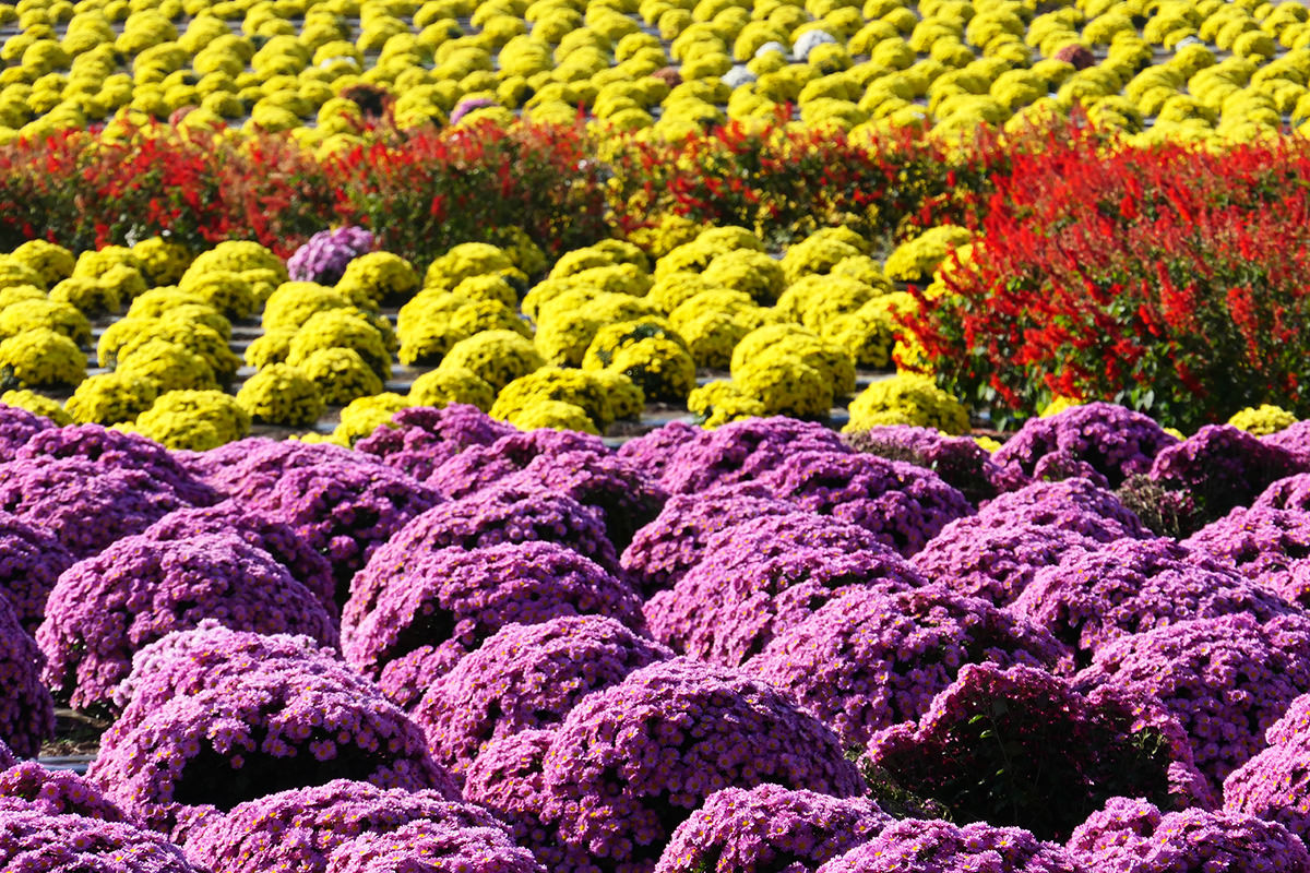 Akabori Small Chrysanthemum Park