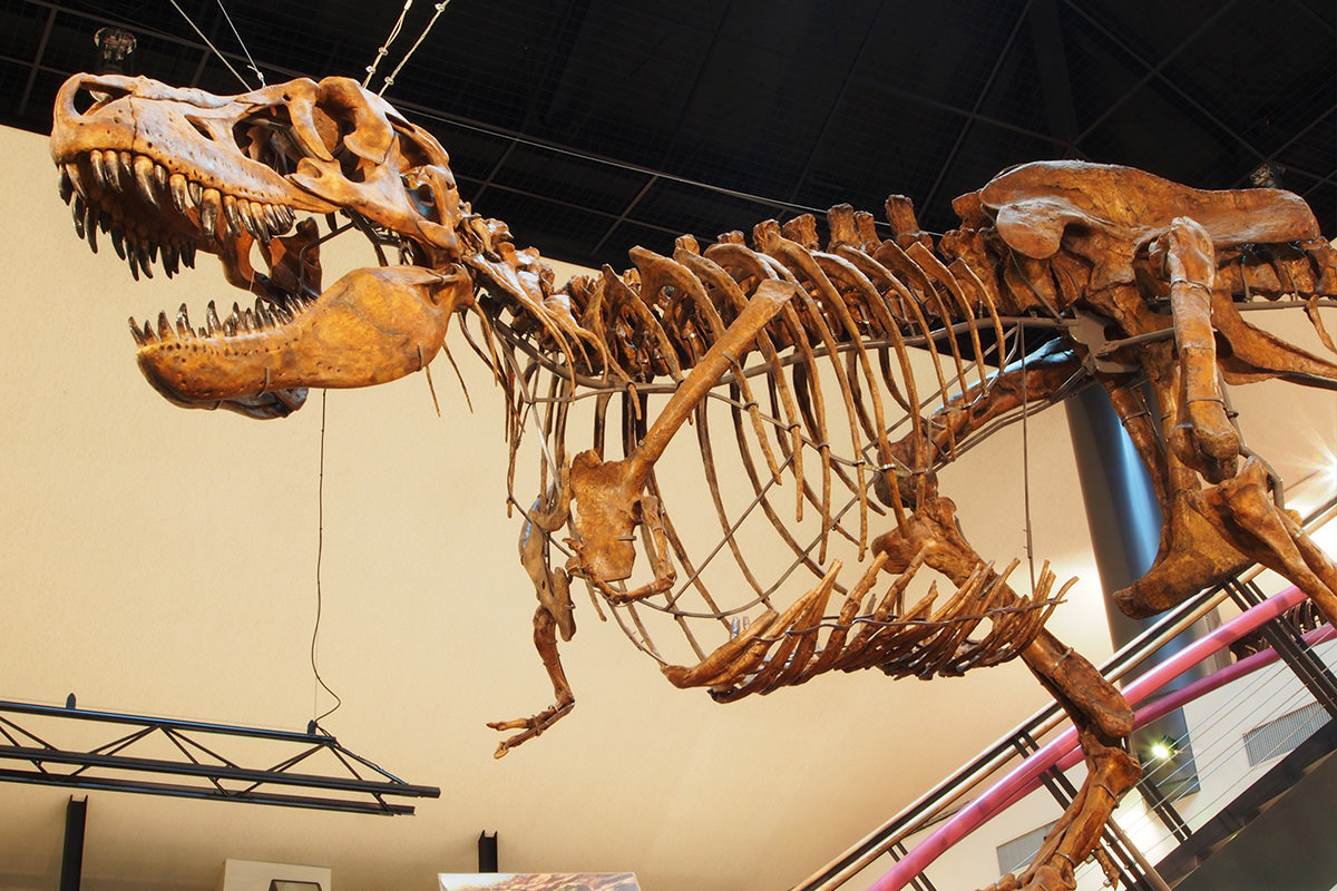 พิพิธภัณฑ์ไดโนเสาร์ ตำบลคันนะ (Kanna Dinosaur Center)