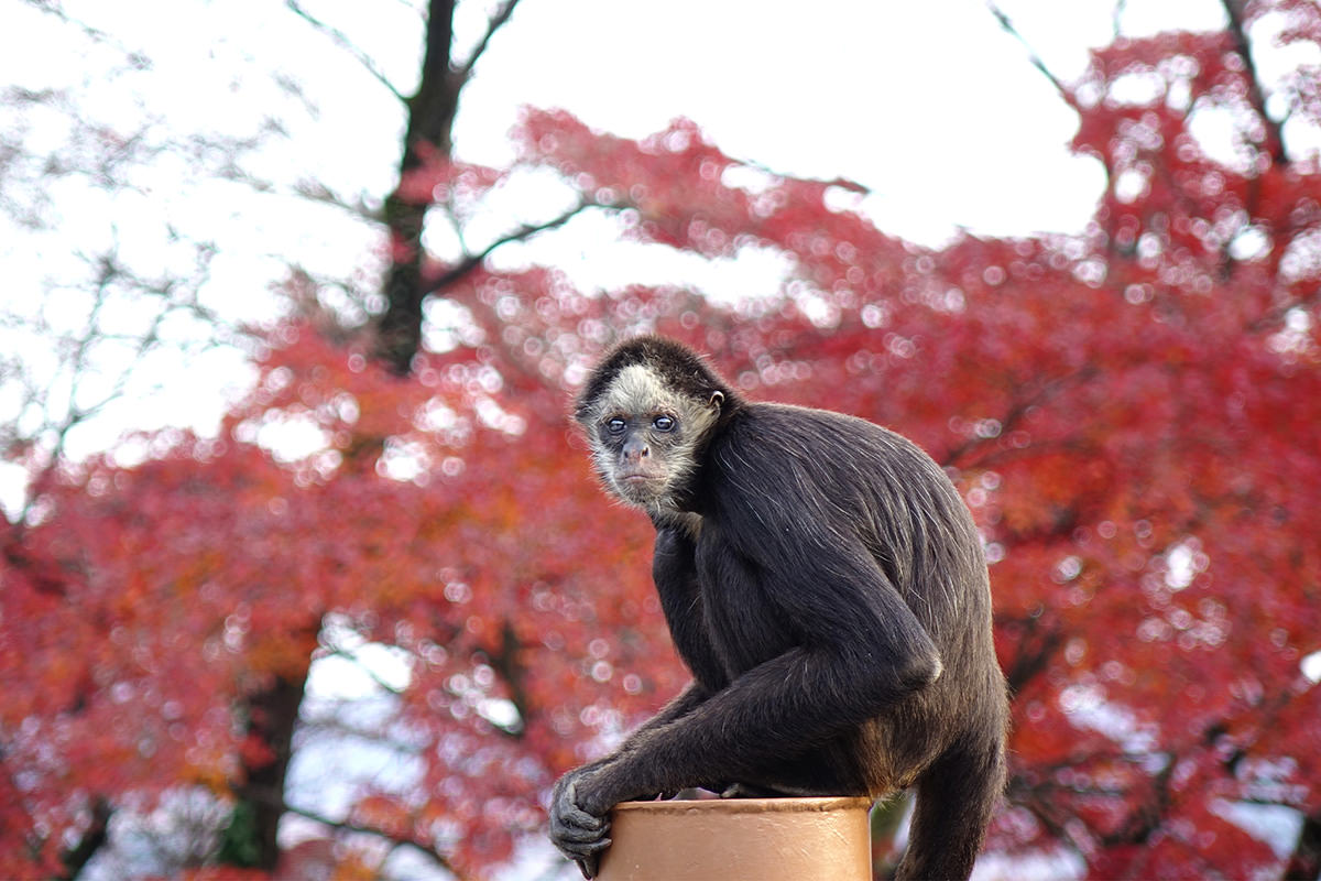 Miraihehabatake Yamada Manufacturing Kiryugaoka Zoo