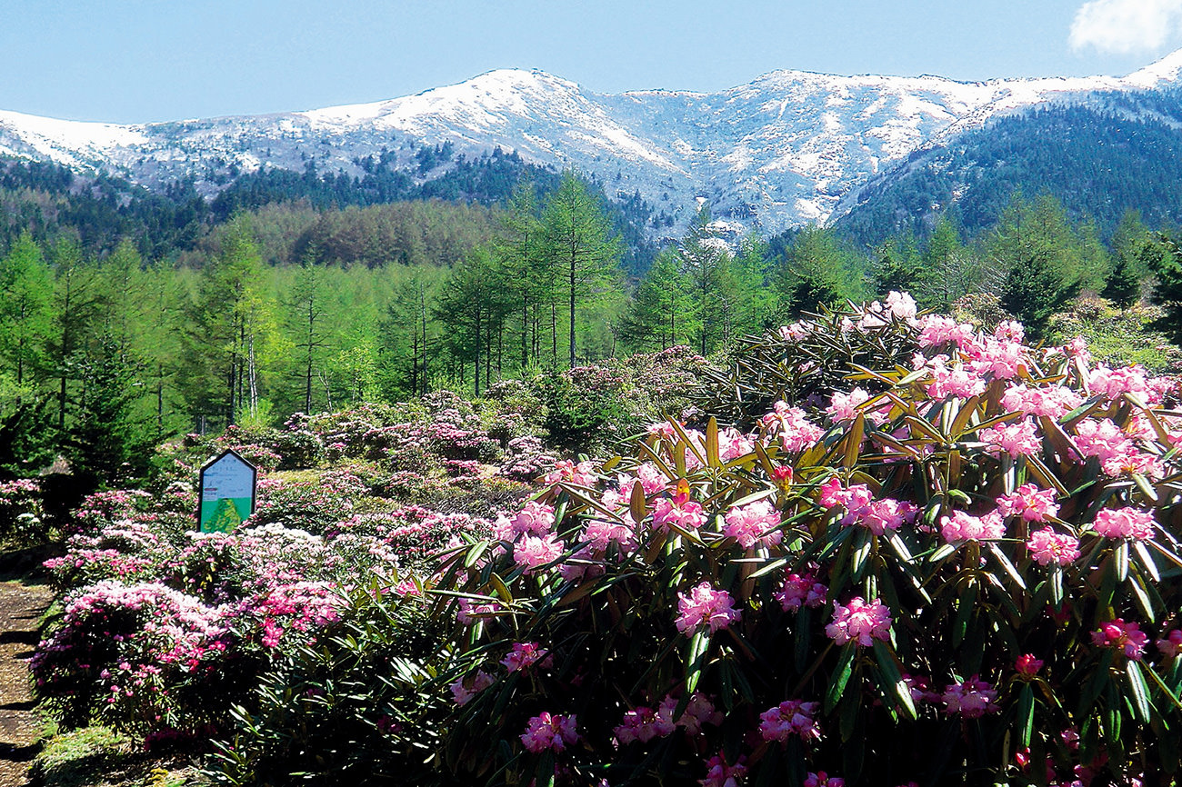 เทศกาลสวนดอกกุหลาบพันปีแห่งที่ราบสูงอาซามะ