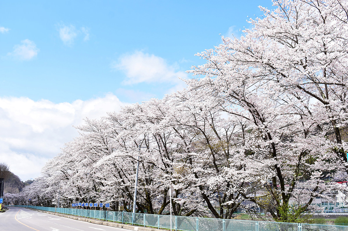 Mihara Cherry Blossoms