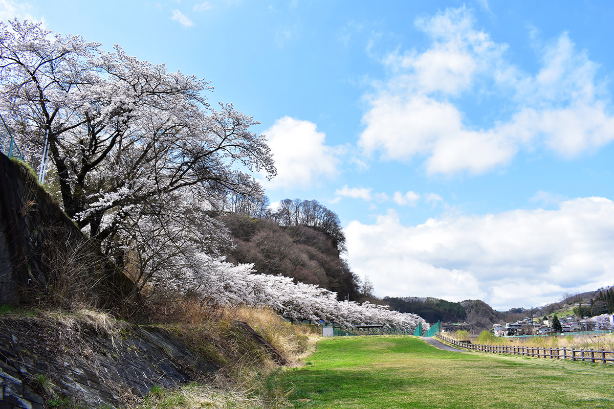 Mihara Cherry Blossoms