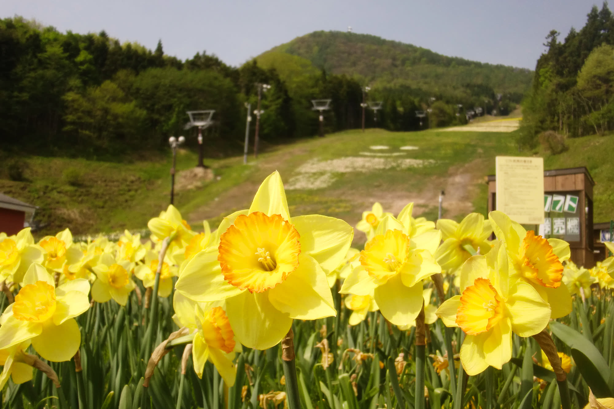 Norn Minakami Flower Garden Daffodil Festival