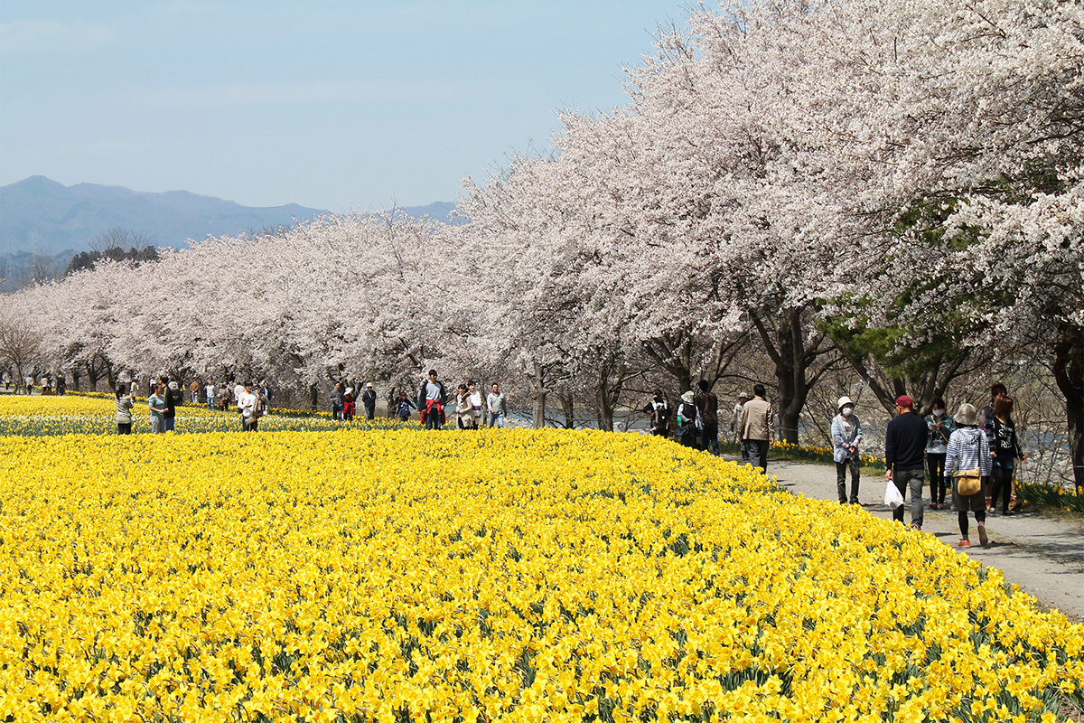 Daffodil Festival at Iwai Shinsui Park