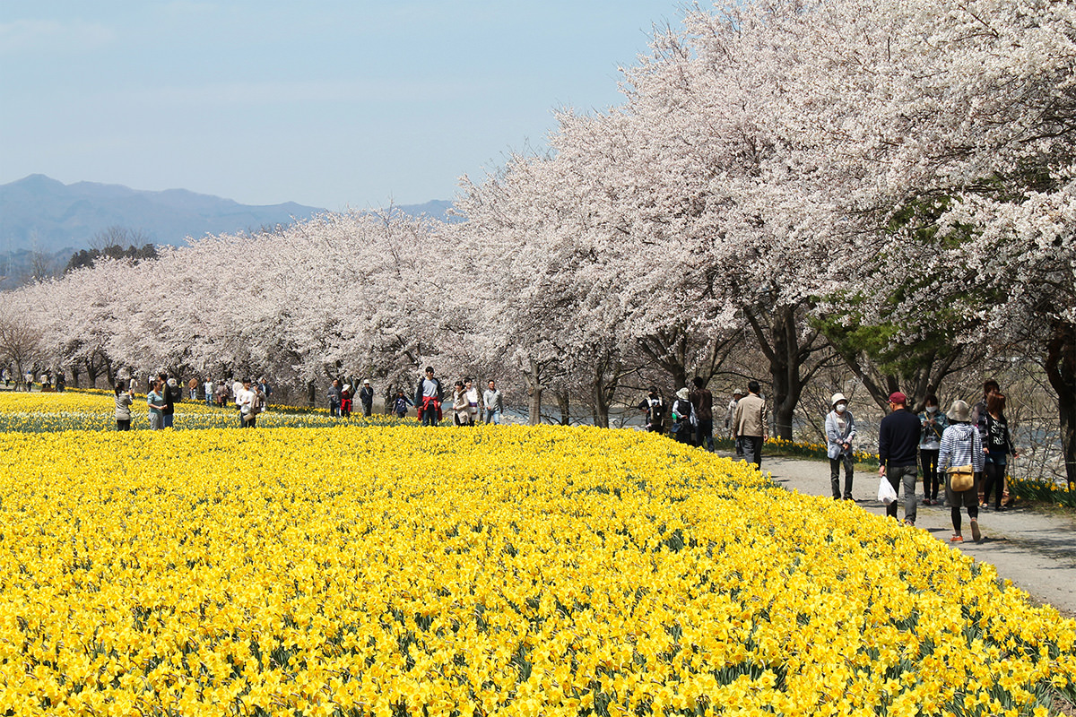 เทศกาลดอกแดฟโฟดิลที่สวนสาธารณะอิวาอิชินซุย