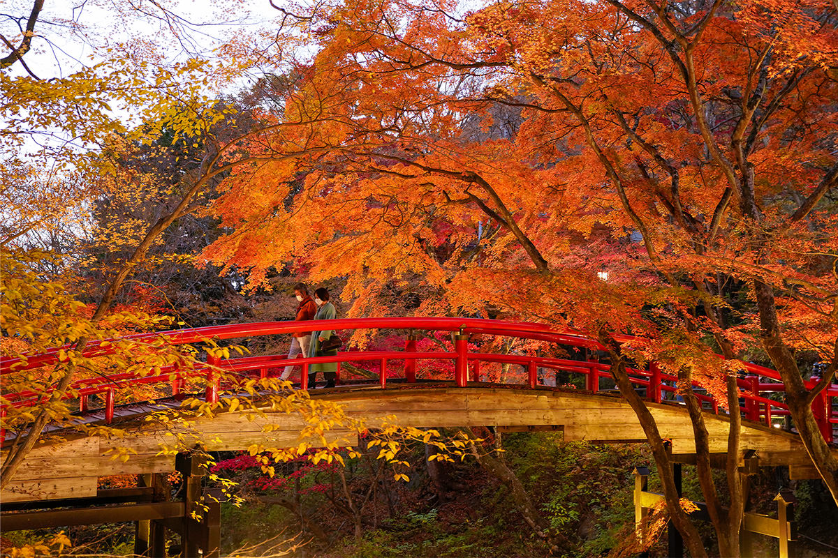 河鹿橋紅葉燈光秀