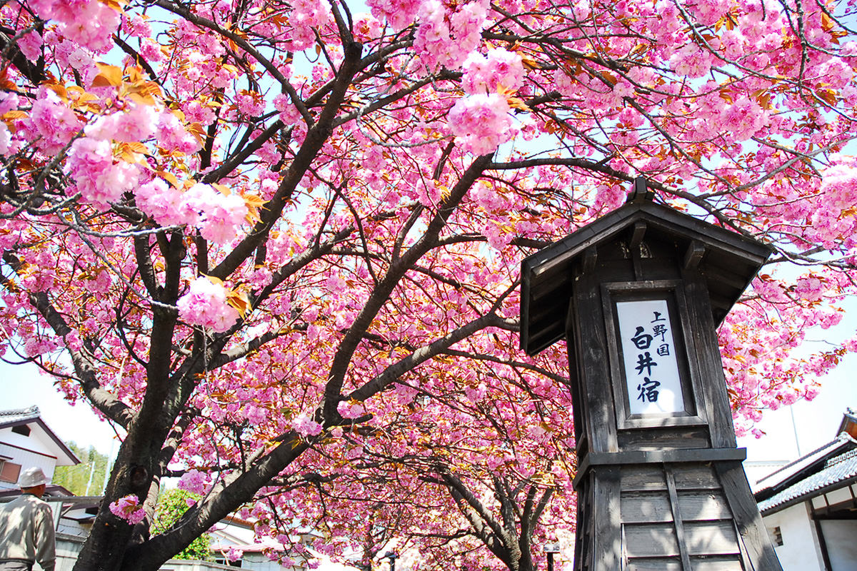 白井宿 八重櫻花祭
